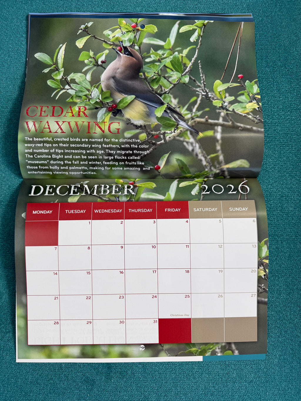 2026 Birds of The Carolina Bight Calendar